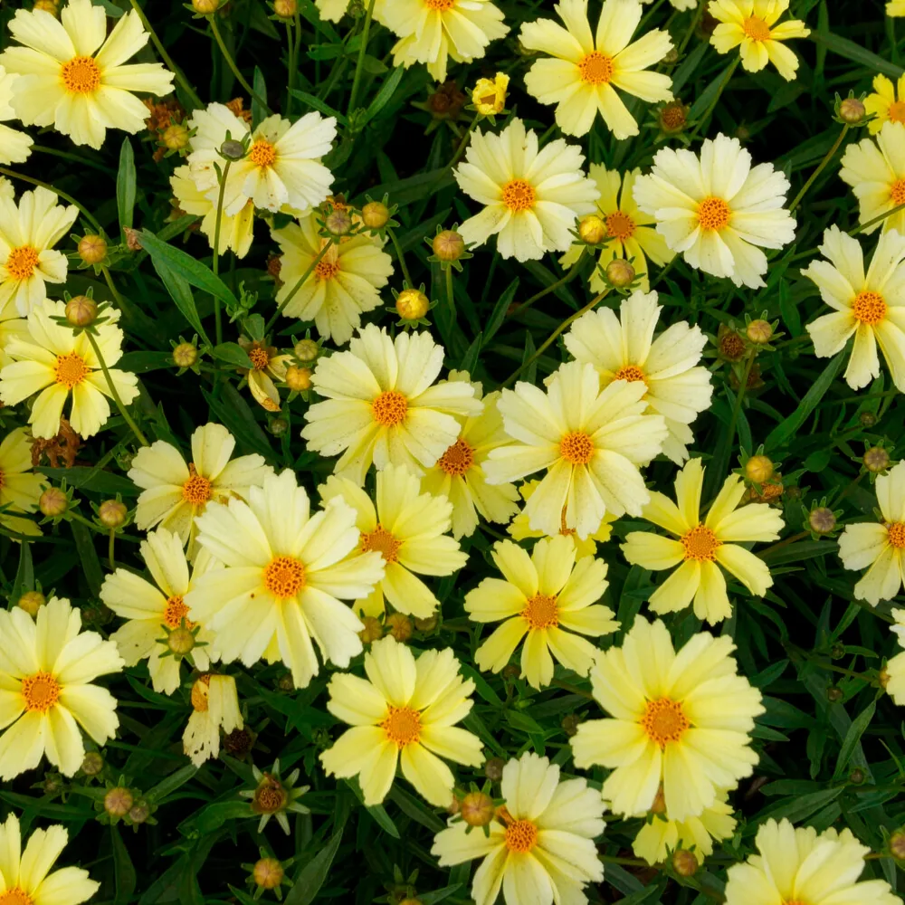 Coreopsis Full Moon Coreopsis Full Moon