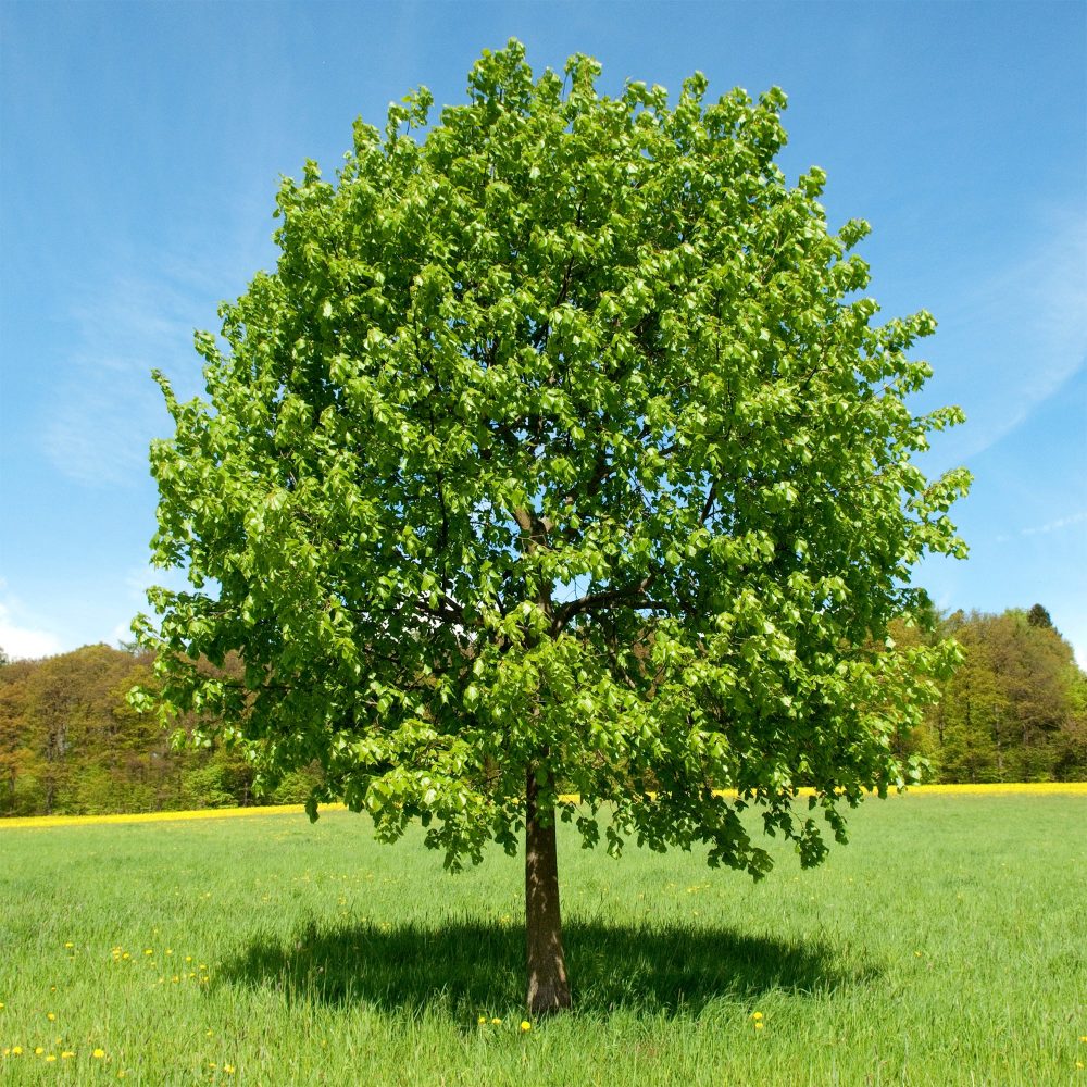 Tilleul à grandes feuilles Tilia platyphyllos
