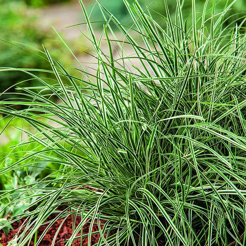Carex Oshimensis Everest Fiwhite vert botanic®. Le pot de 2 litres