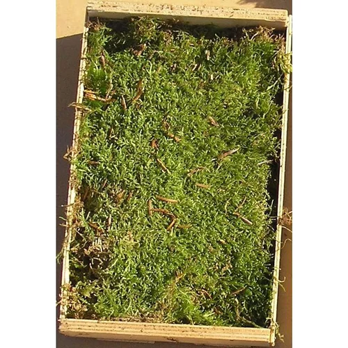 Caisse de mousse naturelle verte pour décoration de Noël - 16 x 24 cm