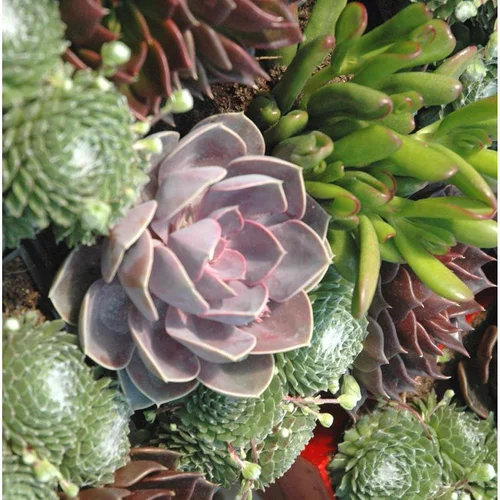 Plantes Grasses Variees - Le pack de 4 plants