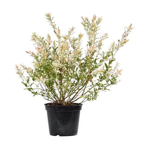 Salix Integra Hakuro Nishiki 1/2 tige - Pot de 5L