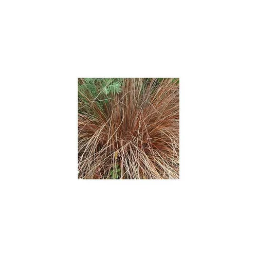 Laîche Carex Testacea en pot