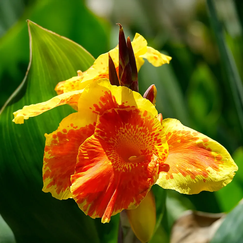 Canna Tropicanna Gold Canna tropicanna ® gold