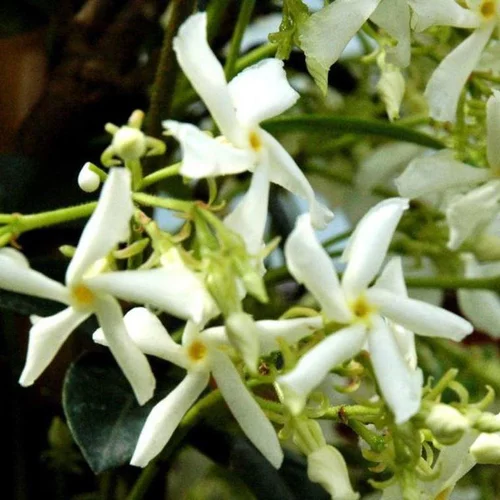 Jasmin étoilé. Le pot de 45 litres