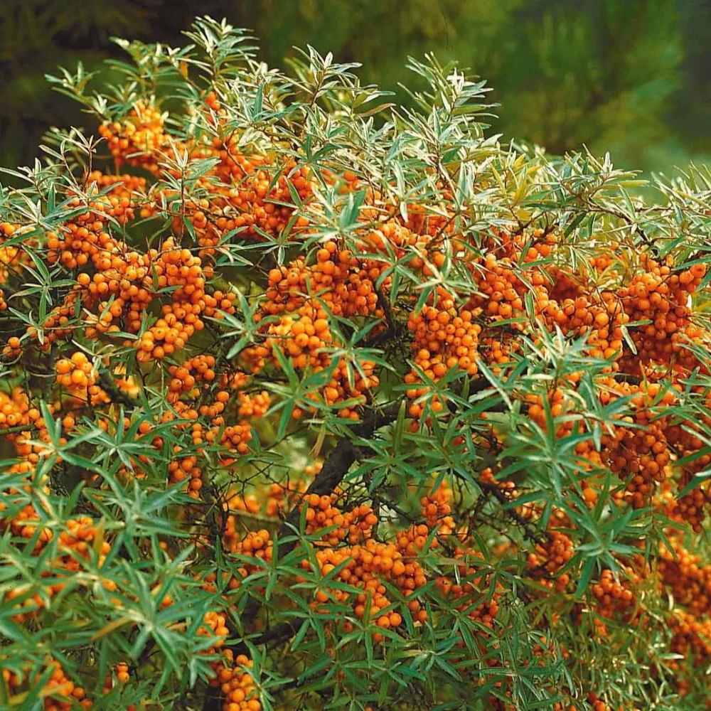 Argousier Hippophae rhamnoides