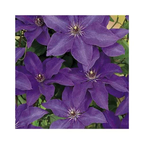 CLEMATITE À FLORAISON ESTIVALE. Le pot de 3 litres
