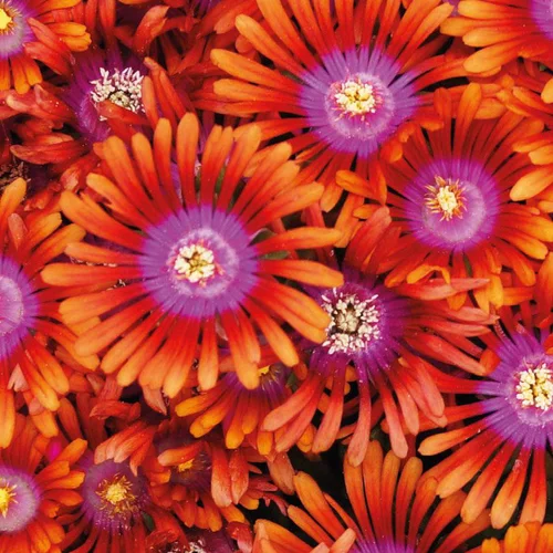 Delosperma 'Lido' Orange A Coeur Rose - Le pot de 9x9 cm