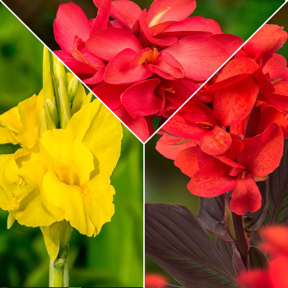 5 Cannas en mélange Canna 'richard wallace','red dazzler','city of portland'
