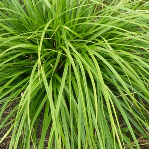 Laîche du Japon Mosten - Carex Carex morrowii mosten