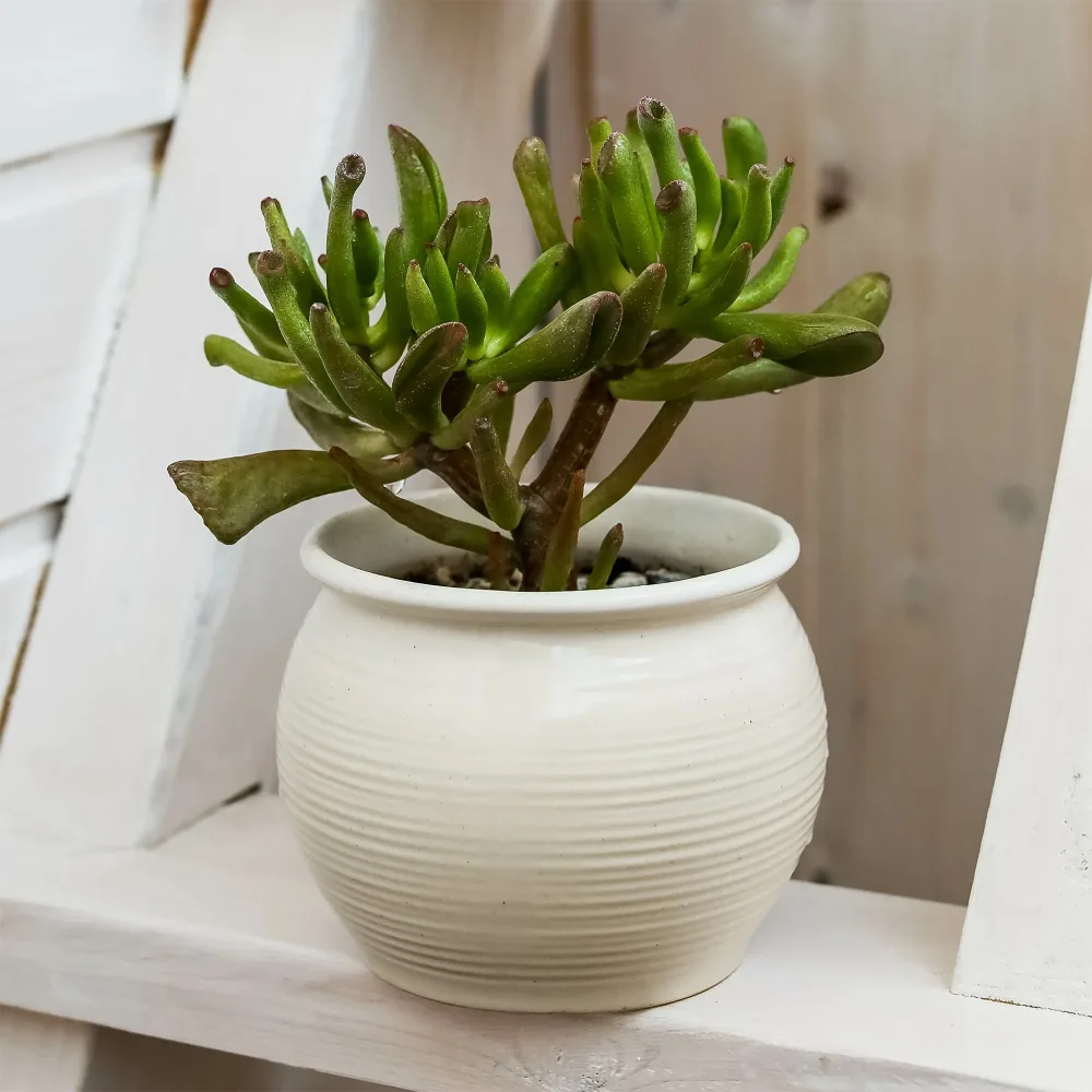 Crassula ovata Gollum Crassula ovata Gollum