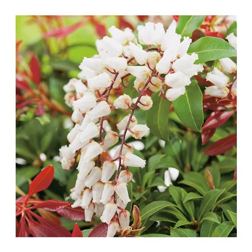Andromède Japonica Mountain Fire - pot 3 L