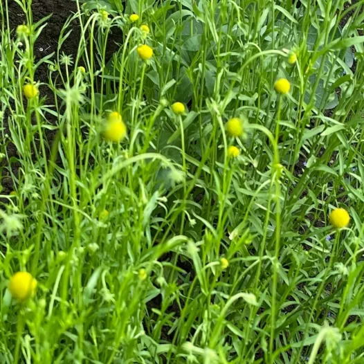 Bio zaden van Ananas plant of aromatische kopzaad
