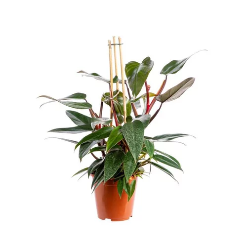 Philodendron Red Congo pot Ø19xH55 cm