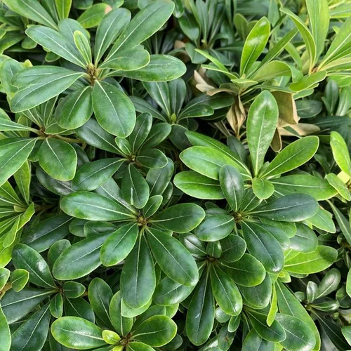 Pittosporum Tobira Compactum. Le pot de 5 litres