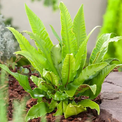 Fougère Asplenium scolopendrium - Le pot de 2 litres