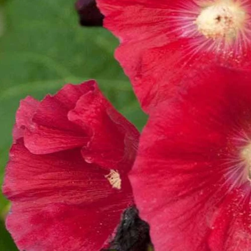 Rose trémière Mars Magic Alcea rosea Mars Magic