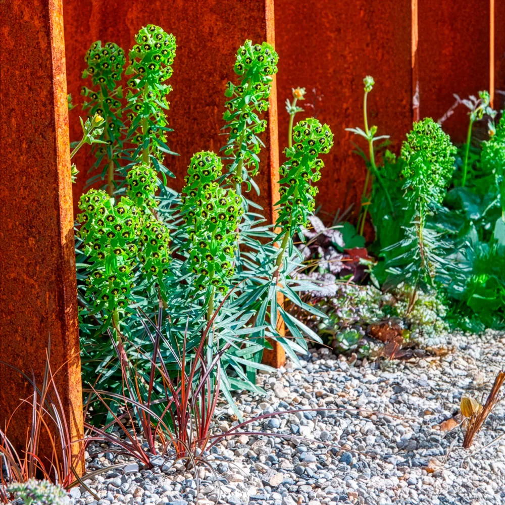 Euphorbe characias Black Pearl Euphorbia characias Black Pearl