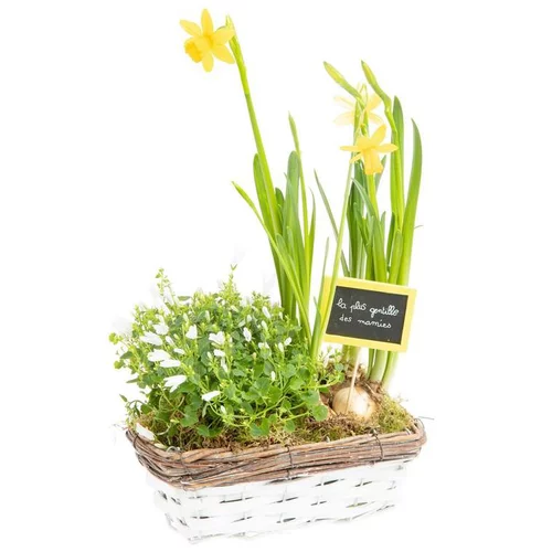 Composition en jardinette de campanules et narcisses - La coupe en osier