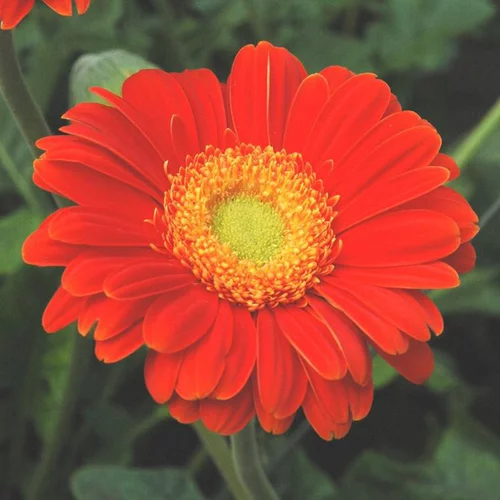 Gerbera Garvinea® mixte à fleurs multicolores - Le pot de 4 litres