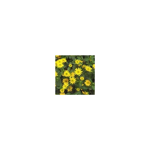 Sanvitalia jaune. Le pot de 10,5 cm