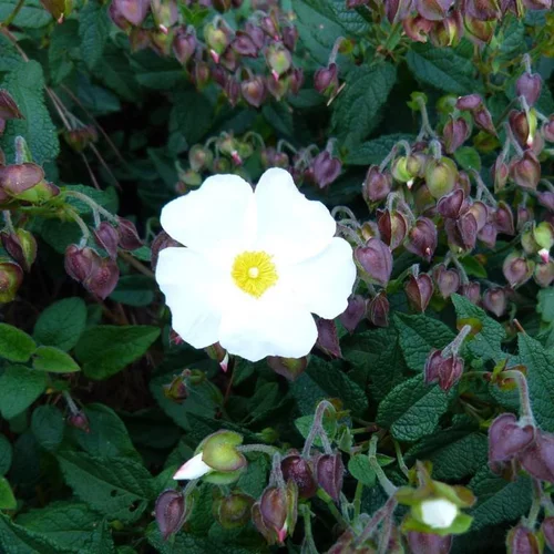 Ciste (Cistus) X Corbariensis blanc. Le pot de 7,5 litres
