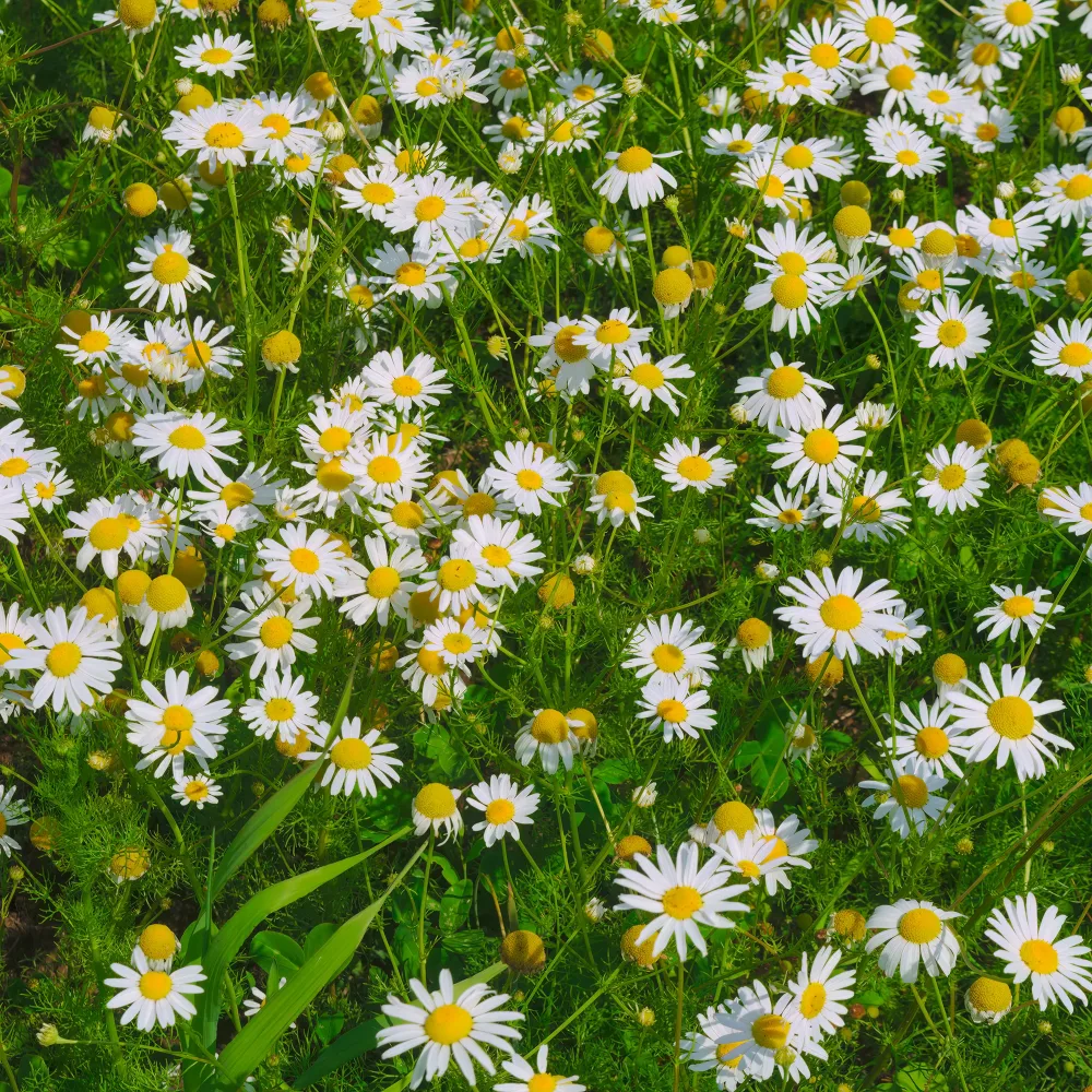 Camomille rampante - Pyrèthre gazonnant Matricaria tchihatchewii