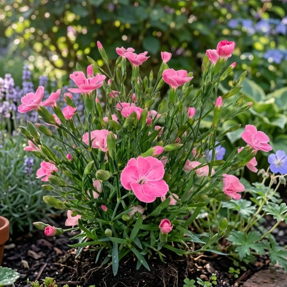 Œillet Peach Party Dianthus caryophyllus Peach Party