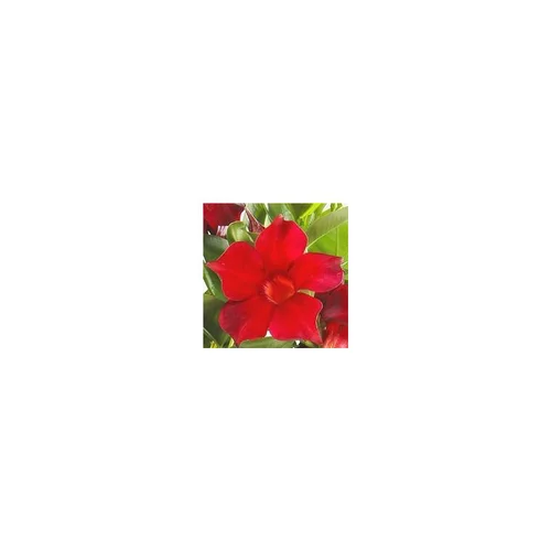 Dipladénia Jade Scarlet - Le pot de 9 x 9 cm