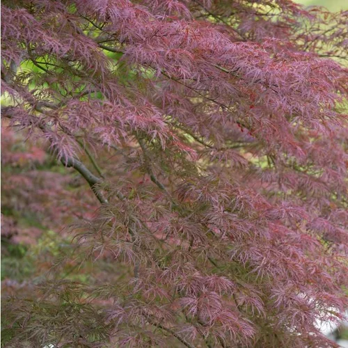 Érable du Japon Dissectum Garnet rouge. Le pot de 15 litres