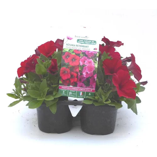Pétunia retombant rouge - Le pack de 6 plants