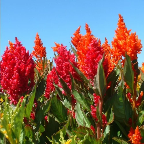 Célosie (Celosia) à fleurs multicolores - Le pot de 0,7 litre