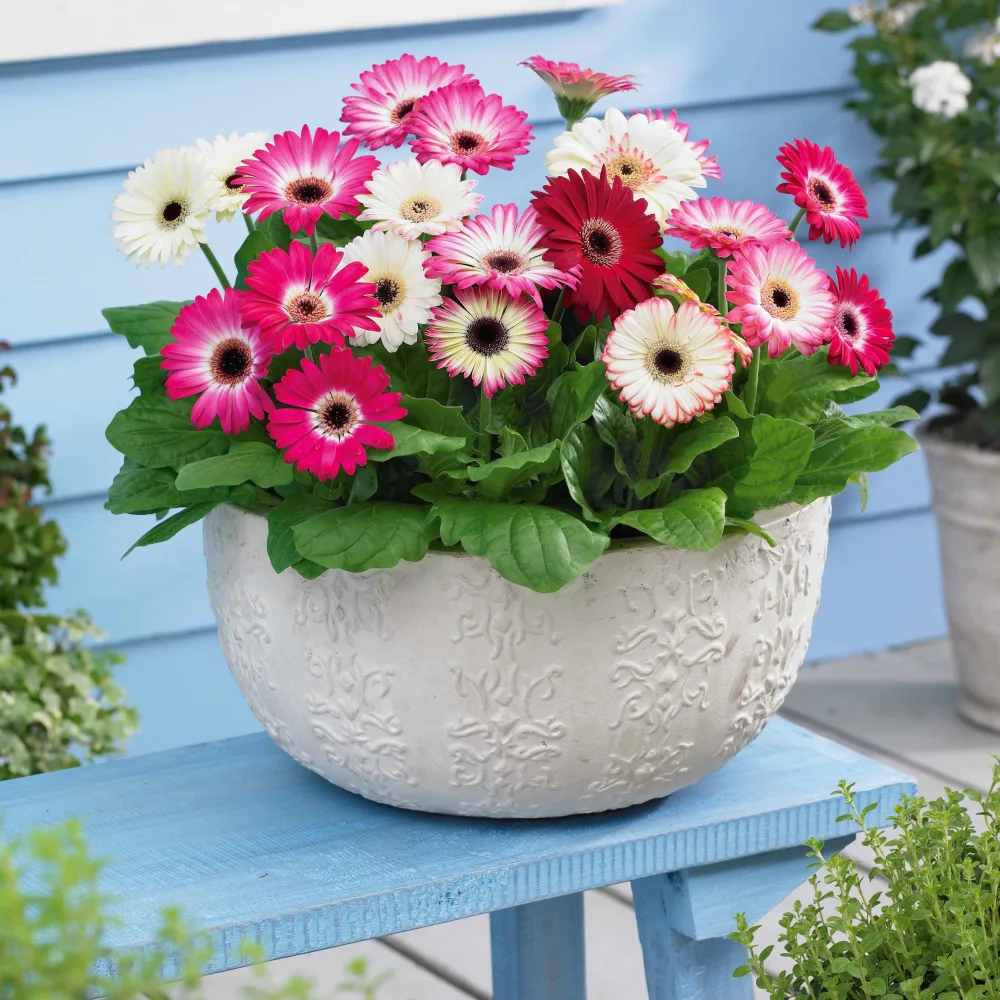 3 Gerberas pastel Gerbera sophisticated