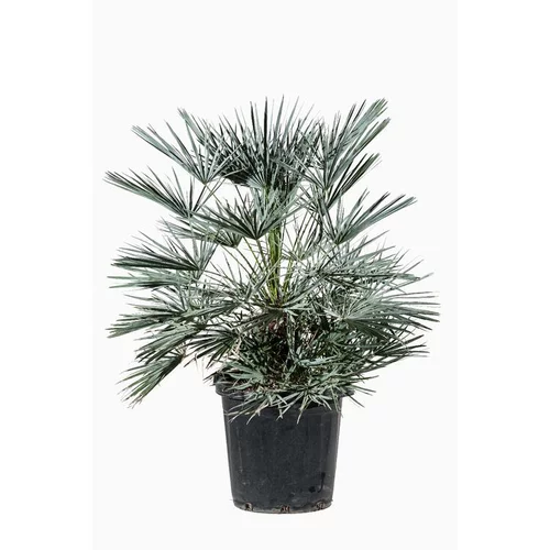 Chamaerops Cerifera en pot de 30 L vert