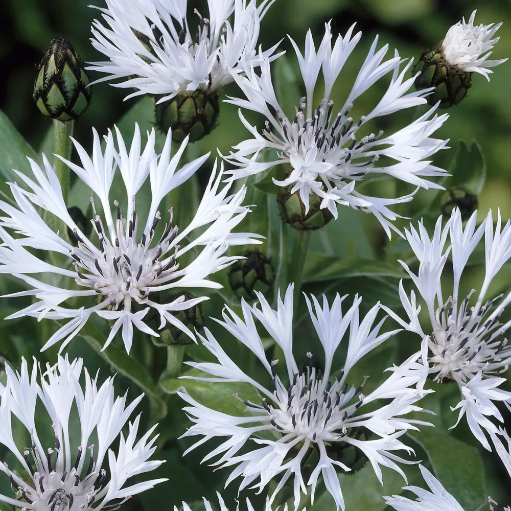 Centaurée des montagnes blanche Centaurea montana Alba