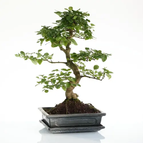 Bonsaï Ligustrum botanic® taille 5,5. Le pot