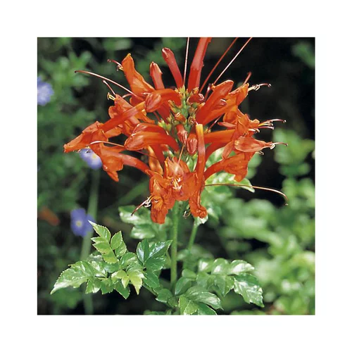 TECOMARIA CAPENSIS. Le pot de 3 litres