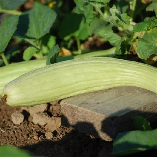 Bio zaden van Komkommer uit Armenie