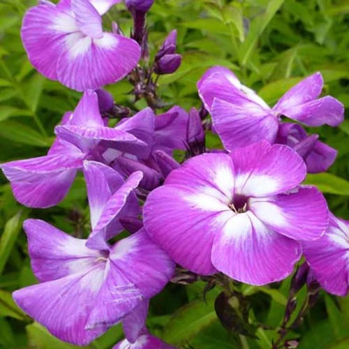 3 Phlox paniculé Laura Phlox paniculata laura