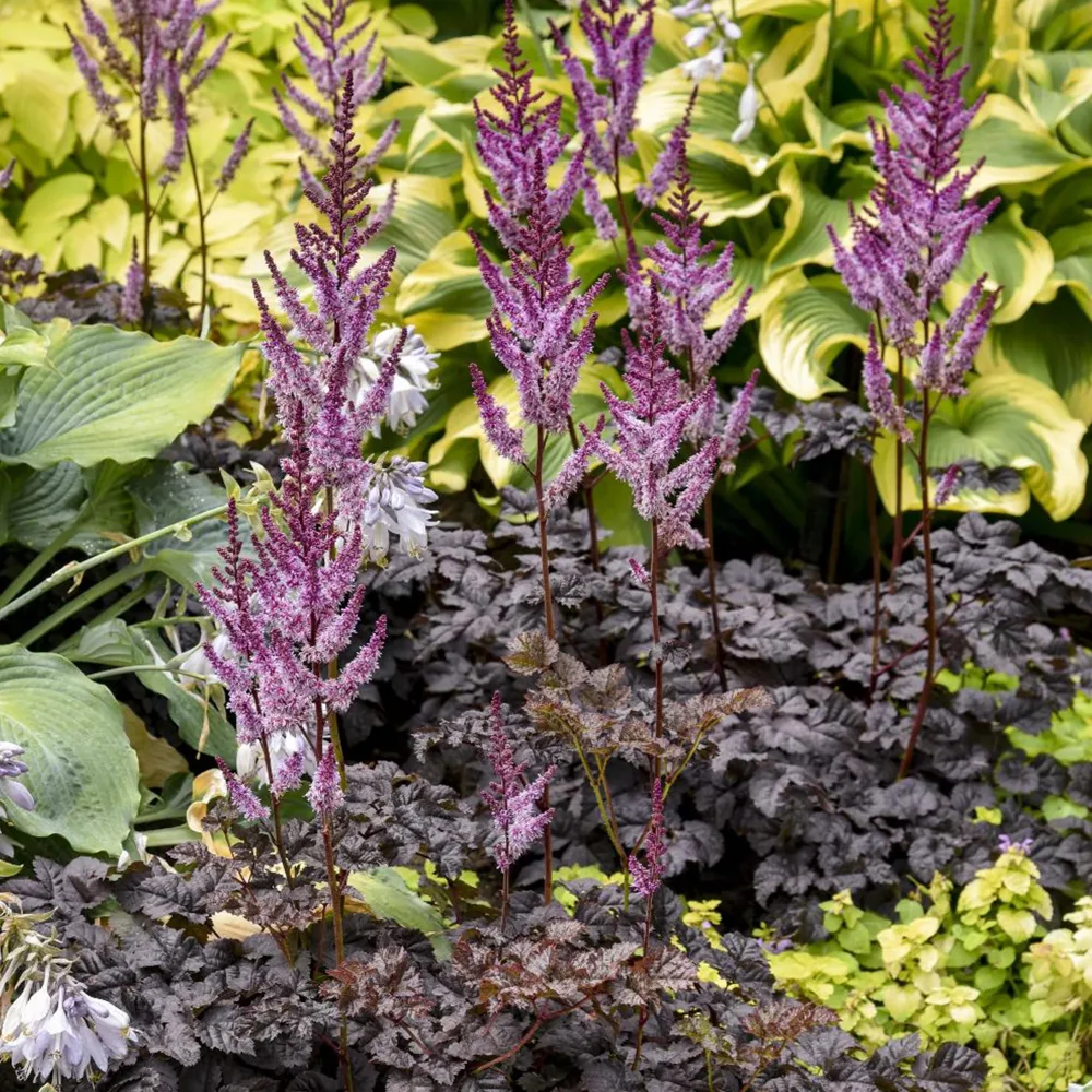 Astilbe Darkside Of The Moon® Astilbe chinensis Dark Side of the Moon ®