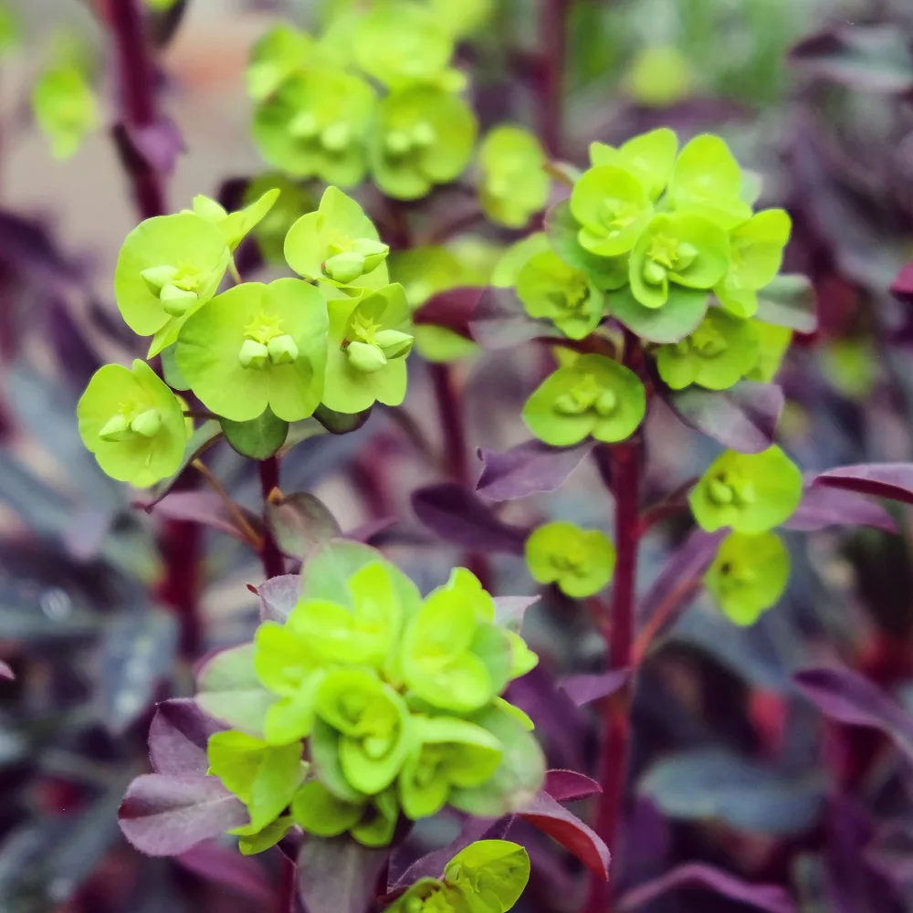 Euphorbe characias Miners Merlot Euphorbia characias Miners Merlot