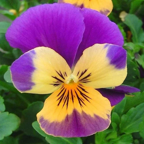 violette cornue - Le pot de Ø 9-12 cm