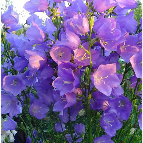 Campanula Persicifolia - Le pot de 2 litres