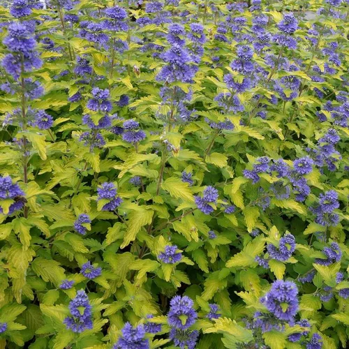 Barbe Bleue Hint of Gold (Caryopteris Clandonensis). Le pot de 4 L