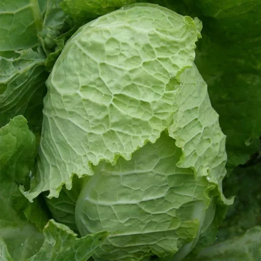 Bio zaden van Savooikool "Bloemendaalse Gele"