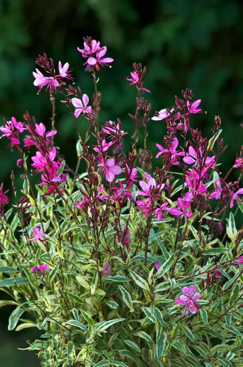 Gaura ‘Gambit Variegata Rose’ - Le pot de 2 litres