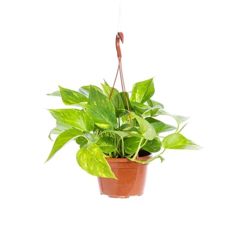 Pothos suspension. Le pot Ø 15 cm