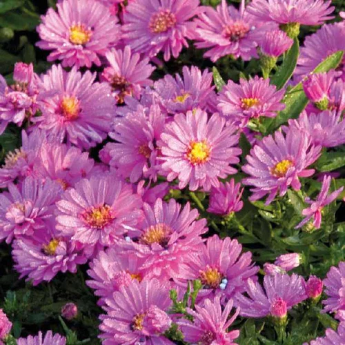 Aster Haut Aut - Rose - Le pot de 9 x 9 cm