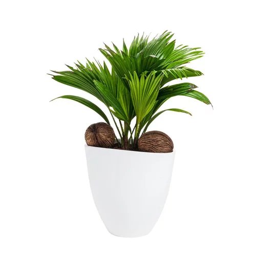 Livistona Avani – Pot céramique blanc