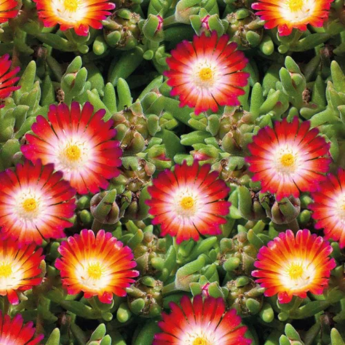 Delosperma 'Lido' Magenta Orange A Coeur Blanc - Le pot de 9x9 cm